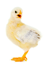 Image showing Chicken baby