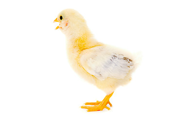 Image showing Chicken baby