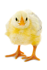 Image showing Chicken baby