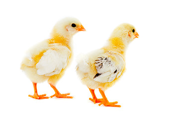 Image showing Two chicks