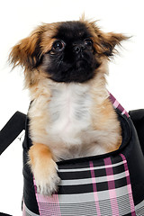 Image showing Puppy dog in bag