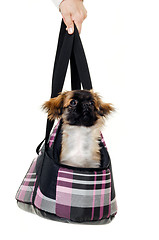 Image showing Puppy dog in bag