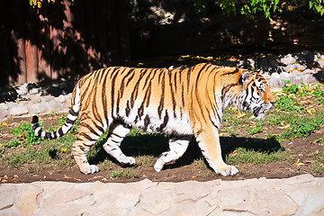 Image showing Tiger