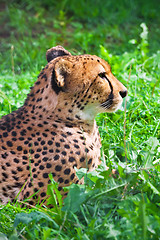 Image showing Cheetah