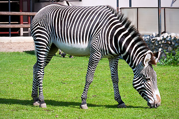 Image showing Zebra