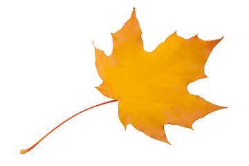 Image showing Maple leaf