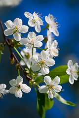 Image showing Apple flowers