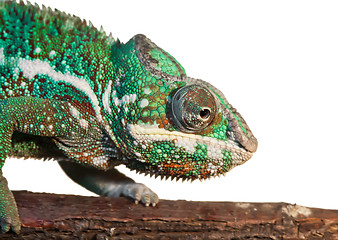 Image showing Panther chameleon