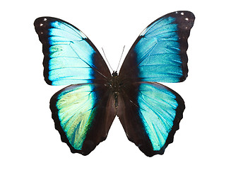 Image showing Butterfly