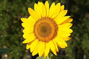 Image showing Sunflower