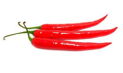 Image showing Hot chili pepper