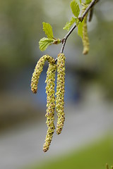 Image showing Birch pollen