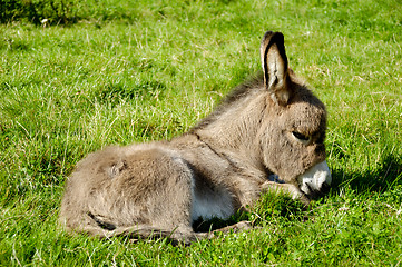 Image showing Young donkey eating grass