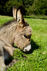 Image showing Sad donkey