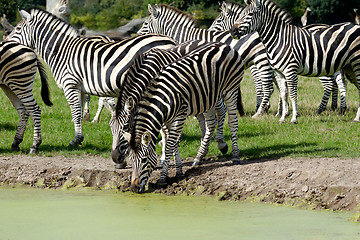 Image showing Zebras are dirnking water