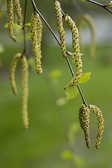 Image showing Birch pollen