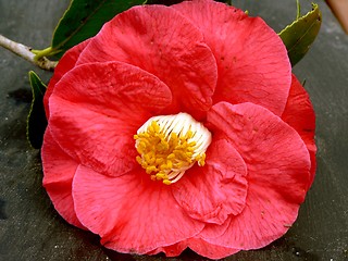Image showing Red Camelia
