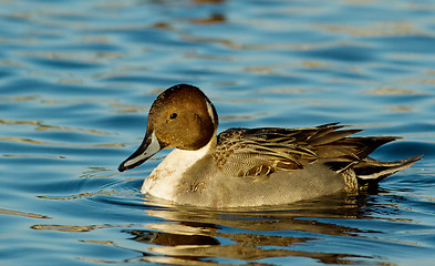 Image showing Northern Pintail