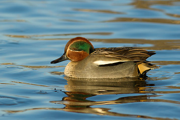 Image showing Eurasian Teal