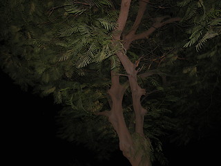 Image showing Tree