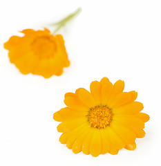 Image showing Calendula flowers