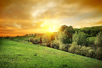 Image showing Forest on the hill