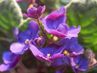 Image showing Saintpaulia flower