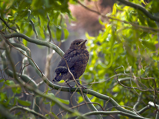 Image showing Blackbird