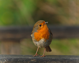 Image showing Robin