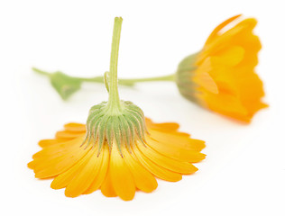 Image showing Calendula flowers