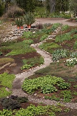 Image showing Botanical garden