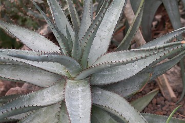 Image showing Cactus