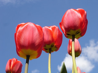 Image showing Red tulips