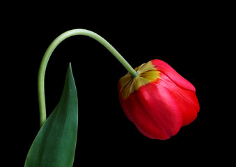 Image showing Red tulip