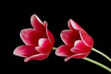 Image showing Red tulips