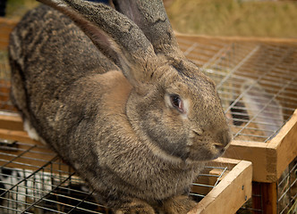 Image showing The big grey rabbit sold at the fair.