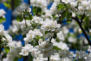 Image showing Apple flowers