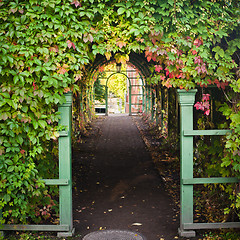 Image showing Branches of virginia creeper ramble on archway