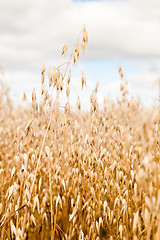 Image showing Field of a ripening oats