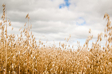 Image showing Field of a ripening oats