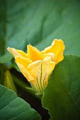 Image showing Yellow pumpkin flower