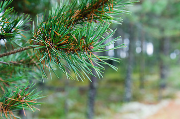 Image showing Branch of a pine, close up