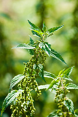 Image showing Nettle, close up