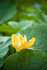 Image showing Yellow pumpkin flower among green leaves 