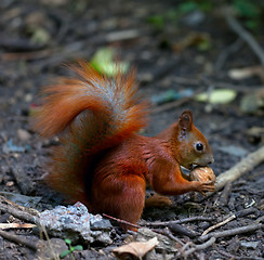 Image showing Red squirrel eat walnut in autumn forest