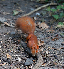 Image showing Red squirrel in autumn forest