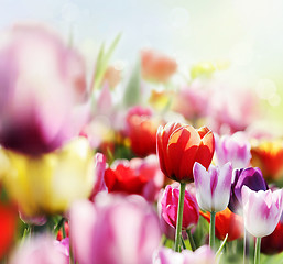 Image showing colorful tulips in bloom