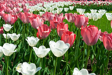 Image showing Tulip flowers