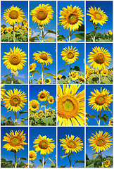 Image showing Sunflowers