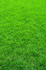 Image showing Green grass